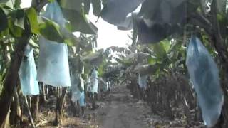DOLE BANANA PLANTATION, TAGUM CITY, PHILIPPINES