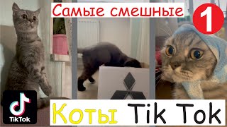 Смешные КОТЫ Тик Ток. ТОП подборка тикток