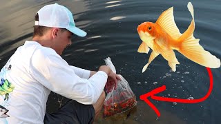 RELEASE 1000 GOLD FISH INTO MY POND