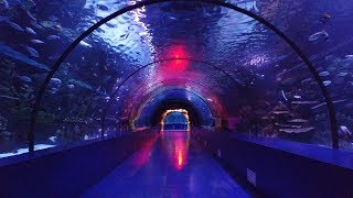 САМЫЙ БОЛЬШОЙ В МИРЕ ТУННЕЛЬНЫЙ АКВАРИУМ
