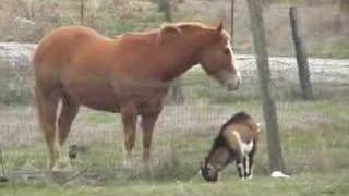 Horse and Goat Playing