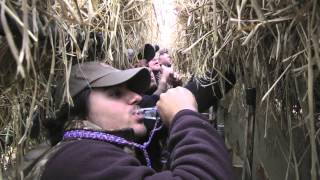 Cloudy Day Pintails - Duck Hunting