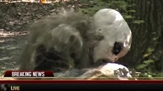 Boogerwoods Haunted Attractions NC Haunts Chupacabra attacks News reporter in Charlotte