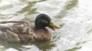 Quacking Duck