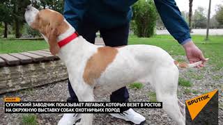 Заводчик из Абхазии показал, как оценивают собак на выставках