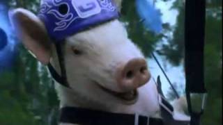 Maxwell the Pig Returns! Zip-line Piggy - New GEICO Commercial EPISODE 2