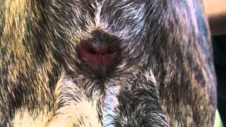 Dog With Swollen Chest ,