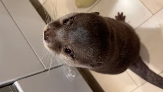 お腹いっぱいなのにご飯を催促した結果、ちょっと困る自業自得カワウソ Otter urging for food even though he was full.