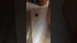 Tuck the Turtle out for his exercise