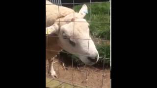 Yelling Sheep at Maverick fest