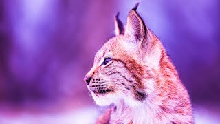 Meditative Relaxing Music | 432Hz Healing Frequency Music | Music Energy Healing | Love Self Music