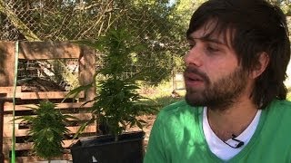 Marihuana legal: Cannabis-Anbauer in Uruguay glücklich