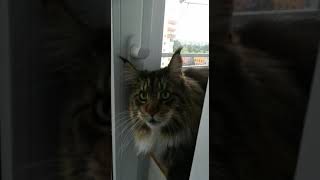 #SHORTS кот самый красивый и большой YouTube Shorts Мейн-кун