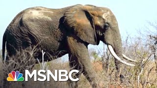 Donald Trump Admin. Reverses Obama-Era Ban On Elephant Trophy Imports | The 11th Hour | MSNBC