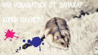 ХОМЯК ПАХНЕТ? | КАК ИЗБАВИТЬСЯ ОТ ЗАПАХА? | KEKC CHANNEL