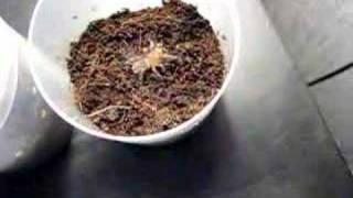 Acanthoscurria geniculata L4