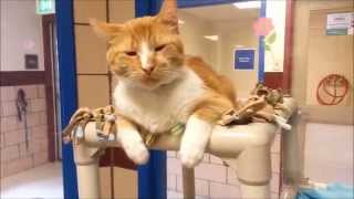Volunteering at the Animal Shelter!
