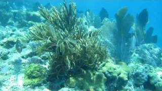 Sombrero Reef Florida Keys