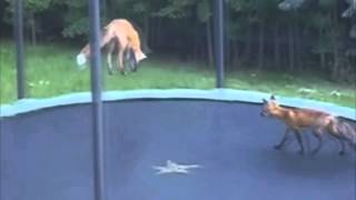 Лиса и батут / Fox and trampoline