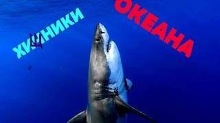 Невероятный океан,самые опасные хищники