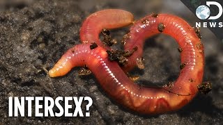 These Animals Can Change Their Sex At Will