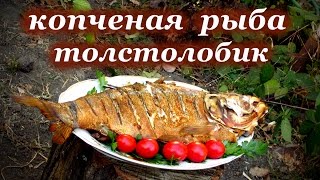 Рецепт копчения рыбы, "Толстолобик"