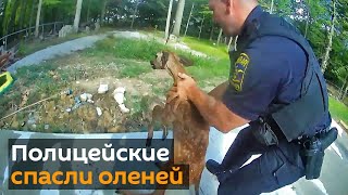 Полицейские спасли упавших в бассейн оленят