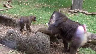 Mandrills acting like humans - the Columbus Zoo