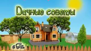 Дачные советы с Галиной Старосельцевой Сентябрь 2017-14