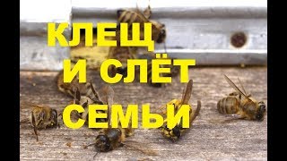 Слёт пчёл осенью первой семьи. Много клеща...