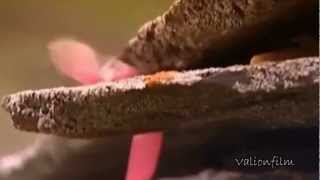 САУАССА  Урс Зараег (стихи Азау)
