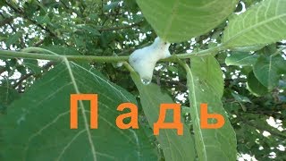 Пчелы могут принести падь в улей