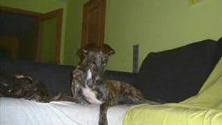 galgos en sus nuevos hogares