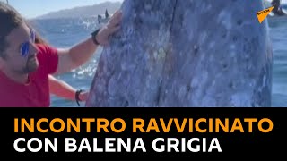 Sorpresa per i turisti: incontro ravvicinato con balena grigia