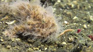 Hairy frogfish walking and fishing