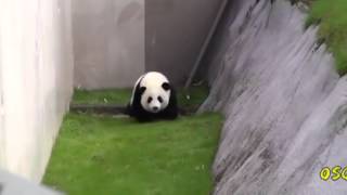 Videos Virales Diciembre 2015 - Oso panda en apuros