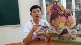 Giải phẫu thực hành Phổi
