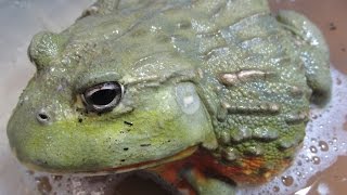 Pyxie frogs