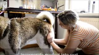 American Akita grooming
