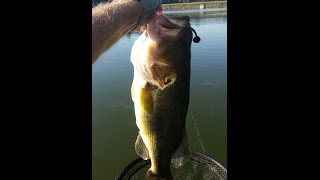 Mega Strike 4" Fat Shad Swim Bait