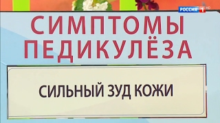 Осторожно, педикулез! Как избавиться от заболевания
