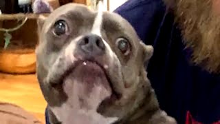 Family returns dog because she barked too much