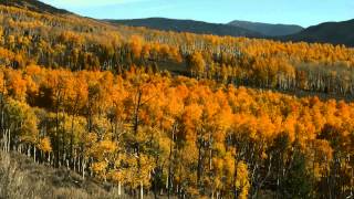 Introducing Pando Populus