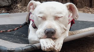 This unwanted dog was dumped on freeway. It was the best thing that happened to her.