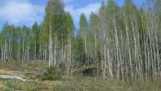 Time-lapse: Spring to Winter - Just the Birches