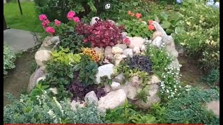 Мои новые находки озеленения приусадебного участка.