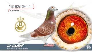 狄布寇斯兄弟（比利时）携手枇贝网为鸽友带来无以伦比的至尊翔将！（超级成绩鸽“马可西姆”赫然在拍卖之列！）