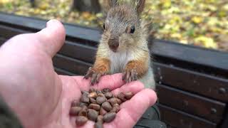Кормлю мокрую белку под дождём / Feeding a wet squirrel in the rain