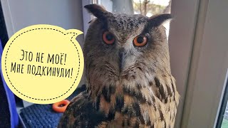 Сова Ёль не встречает меня из деревни. Не соскучилась!