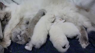 Newborn Himalayan Kittens enjoy the mom's milk - nursing purring - breastfeeding animals